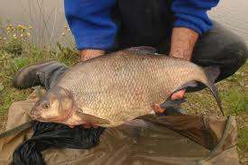 big bream.jpg